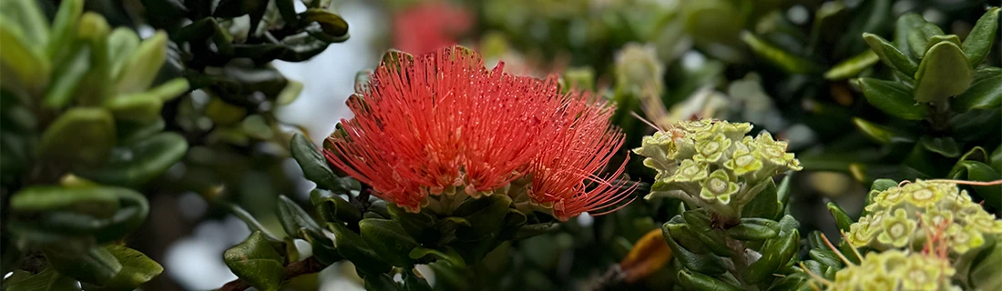 Emergency Dental Information for Aiea HI Emergency Dental Information for Aiea HI